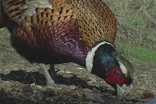 pheasant 24.jpg